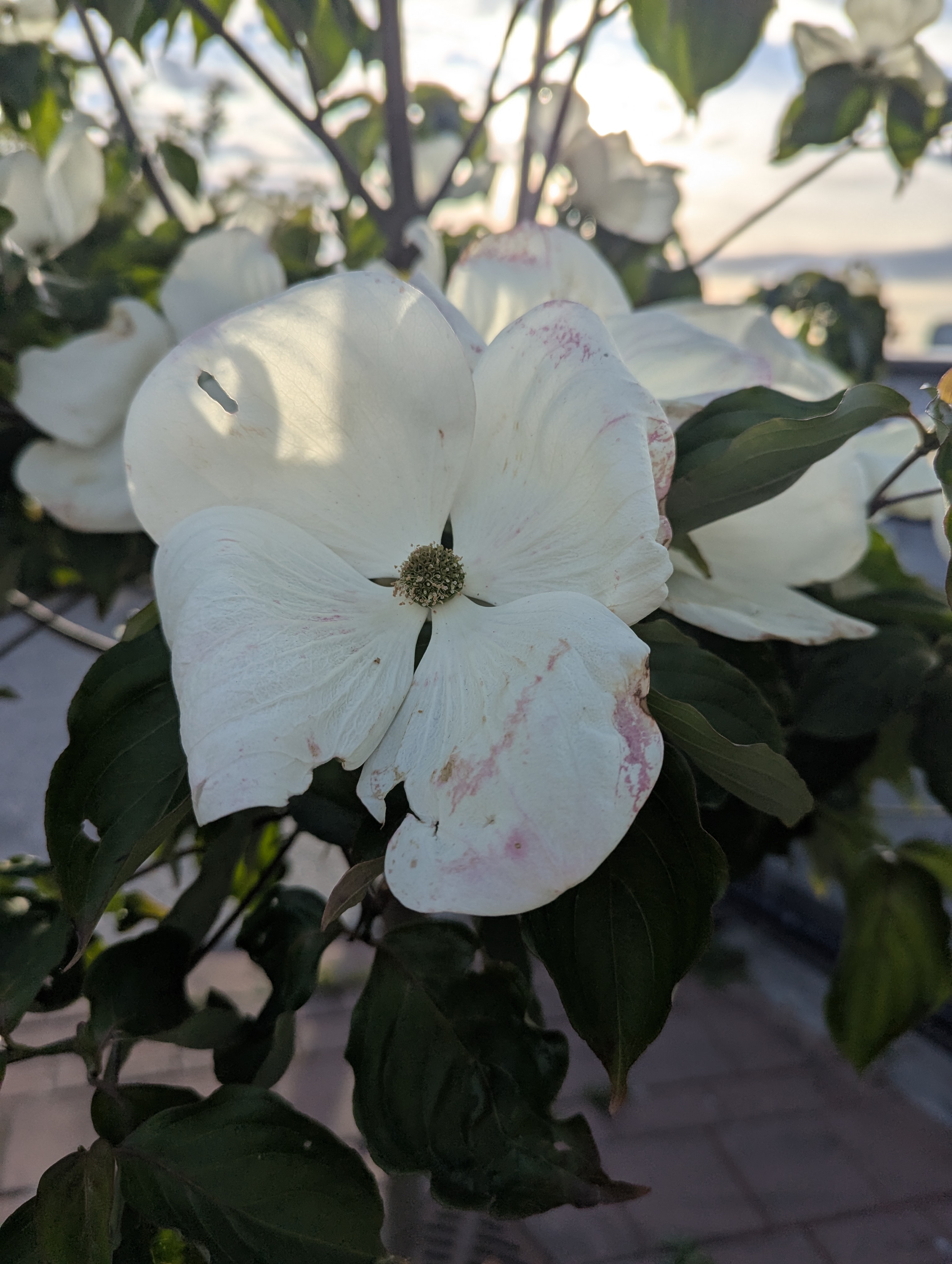 Birthday Trip to Canada, Victoria, Vancouver Island